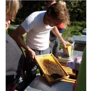 Blick ins Bienenvolk