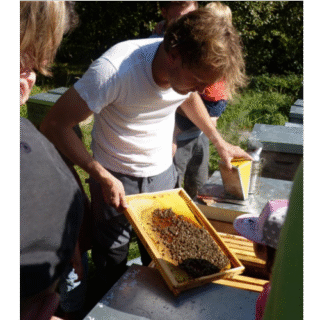 Blick ins Bienenvolk