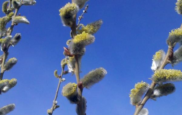 Bienenvölker bereit für den Start?