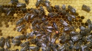 Bienenkönigin auf Wabe