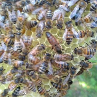 Bienenvolk Dadant nur für Imkerkursteilnehmer