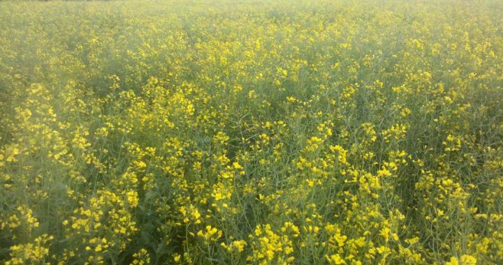 Bienen im Mai – Kalt und nass