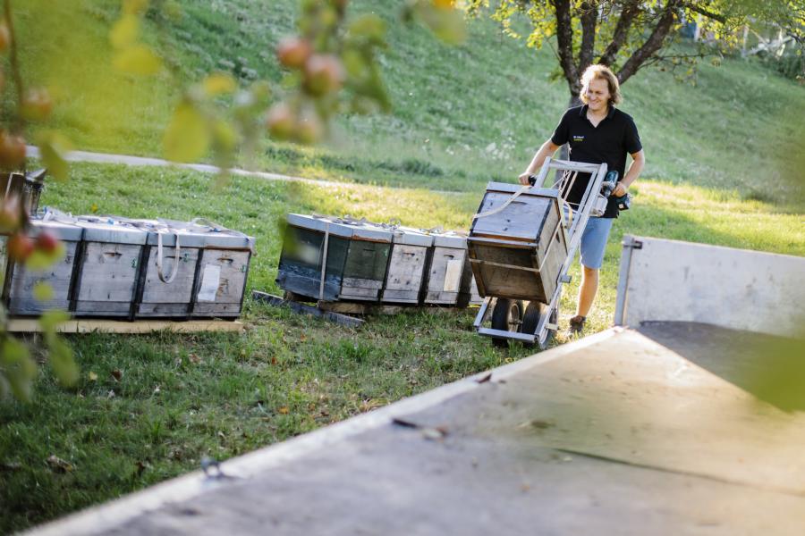 Bienenstand für deutschen Blütenhonig der Imkerei Goldblüte