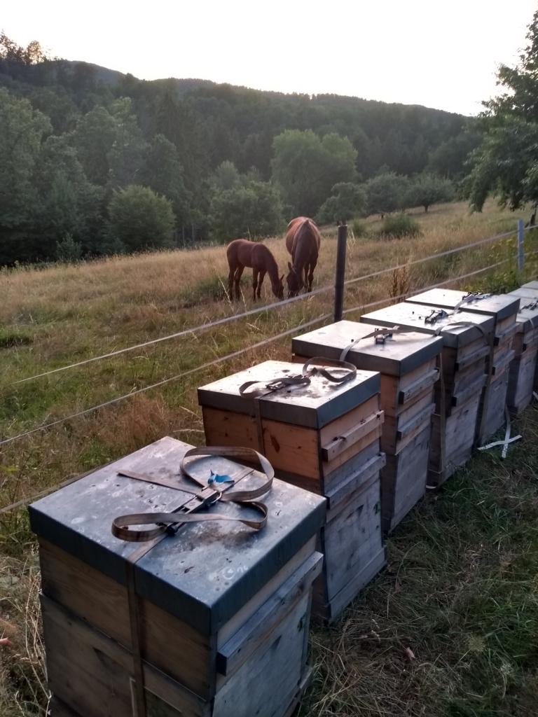 Bienenstand Edelkastanie