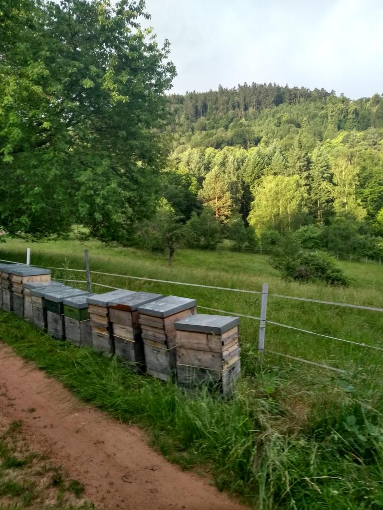 Sonne scheint auf Edelkastanie
