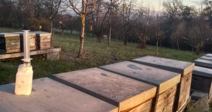 Auch Bienen brauchen Medizin – Gesunde Bienen vrs. Varroamilbe