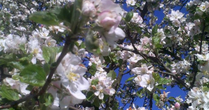 Das große Blühen – die Grundlage für unseren Blütenzauber einen einmaliger Blütenhonig