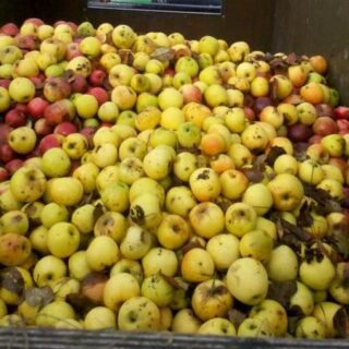 Eigenen Apfelsaft - Selber machen