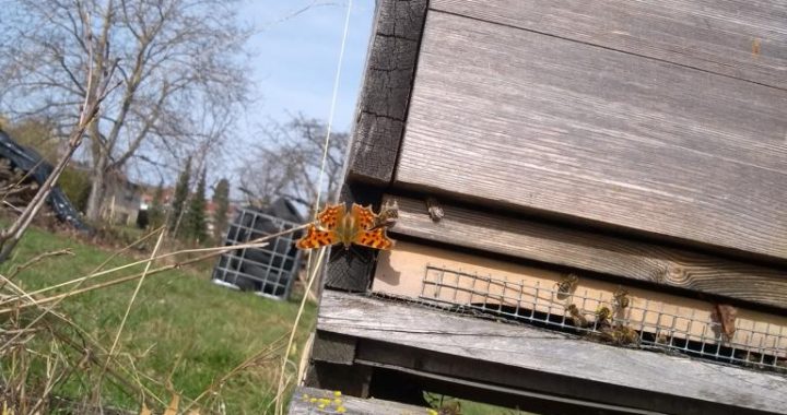 Letzte Arbeiten – bevor die Bienensaison startet