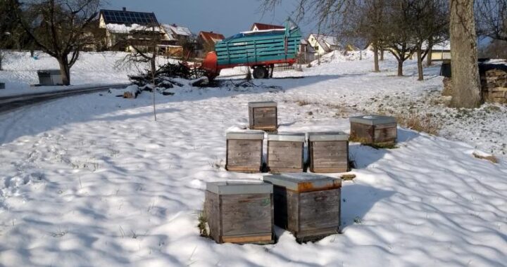 Was machen Bienen im Winter21/22? – Aus Imkersicht