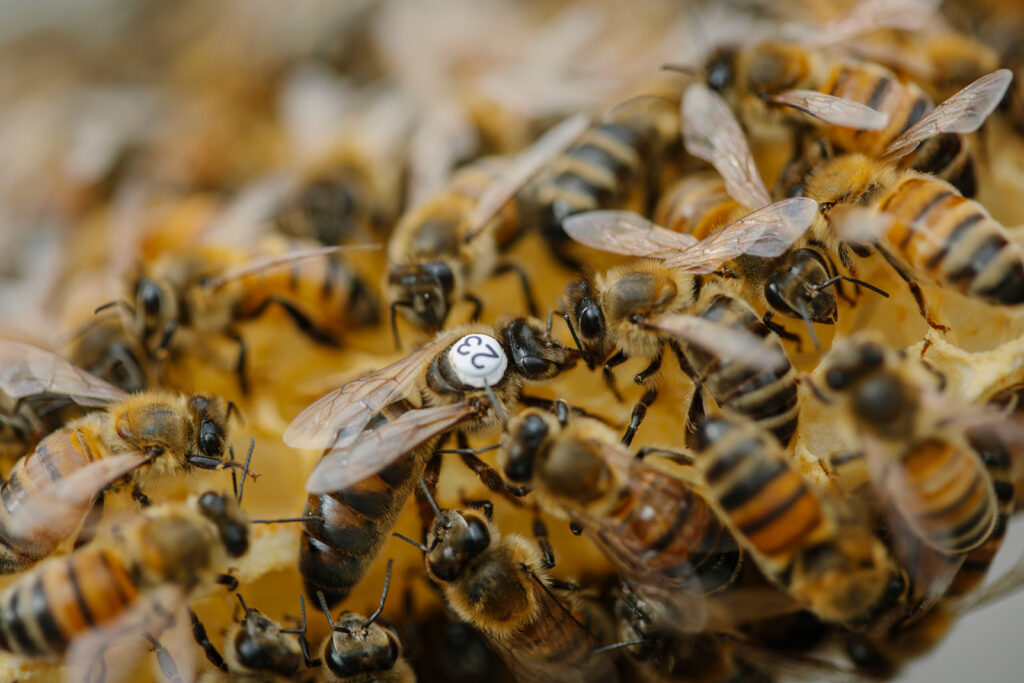 Imker- und Bienenwissen 1