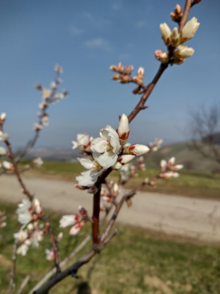 Und die Kirsche beginnt zu blühen….