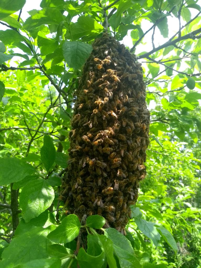Bienenschwarm Nr. 1 und Nr. 2 eingefangen